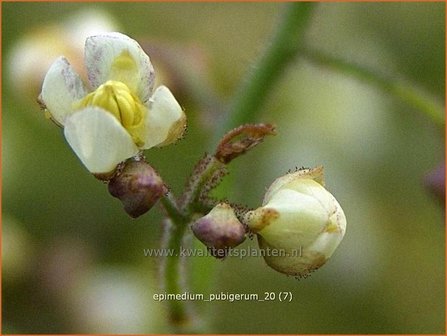 Epimedium pubigerum | Elfenbloem