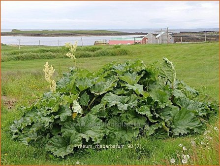 Rheum rhabarbarum | Rabarber