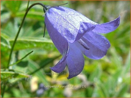 Campanula rotundifolia | Grasklokje, Klokjesbloem | Rundbl&auml;ttrige Glockenblume