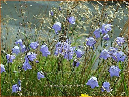 Campanula rotundifolia | Grasklokje, Klokjesbloem | Rundbl&auml;ttrige Glockenblume