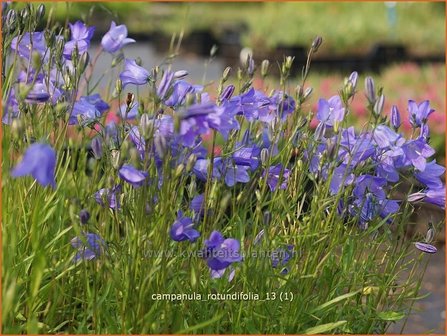 Campanula rotundifolia | Grasklokje, Klokjesbloem | Rundbl&auml;ttrige Glockenblume
