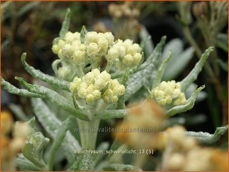 Helichrysum 'Schwefellicht' | Strobloem