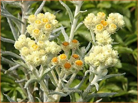 Helichrysum 'Schwefellicht' | Strobloem