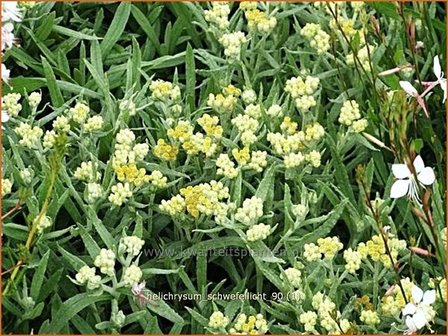 Helichrysum 'Schwefellicht' | Strobloem