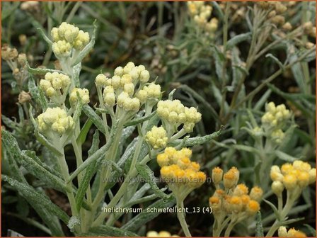 Helichrysum 'Schwefellicht' | StrobloemHelichrysum 'Schwefellicht' | Strobloem