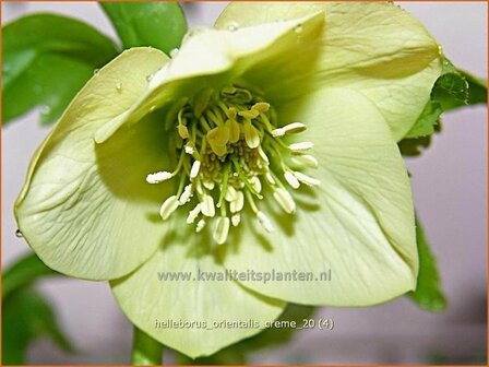 Helleborus orientalis &#039;Creme&#039; | Kerstroos, Stinkend nieskruid