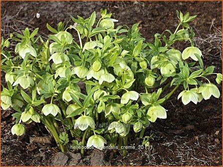 Helleborus orientalis &#039;Creme&#039; | Kerstroos, Stinkend nieskruid
