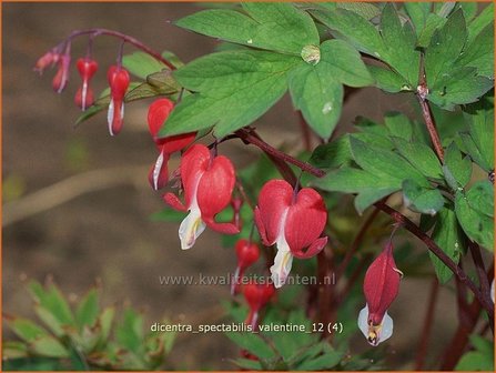 Dicentra spectabilis &#039;Valentine&#039; | Gebroken hartje, Tranend hartje