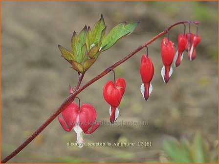 Dicentra spectabilis &#039;Valentine&#039; | Gebroken hartje, Tranend hartje