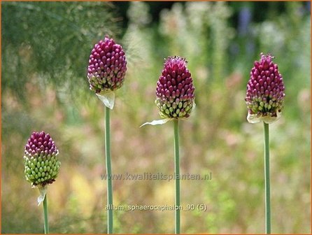 Allium sphaerocephalon | Trommelstokje, Kogellook, Kalklook, Sierui | Kugelkopfiger Lauch