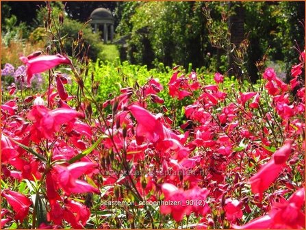 Penstemon &#039;Schoenholzeri&#039; | Schildpadbloem, Slangenkop