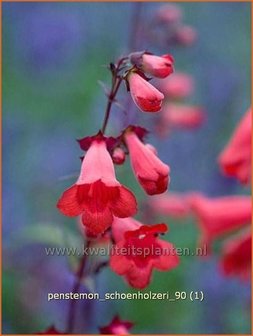 Penstemon &#039;Schoenholzeri&#039; | Schildpadbloem, SlangenkopPenstemon &#039;Schoenholzeri&#039; | Schildpadbloem, Slangenkop