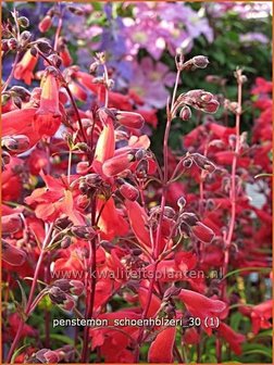 Penstemon &#039;Schoenholzeri&#039; | Schildpadbloem, Slangenkop