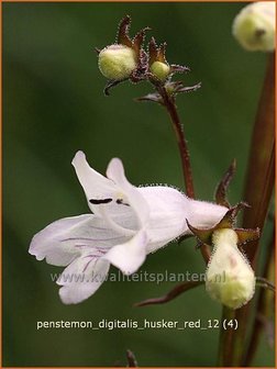 Penstemon digitalis &#039;Husker Red&#039; | Schildpadbloem, Slangenkop