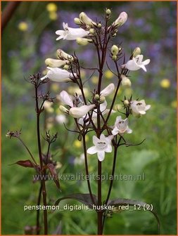 Penstemon digitalis &#039;Husker Red&#039; | Schildpadbloem, Slangenkop