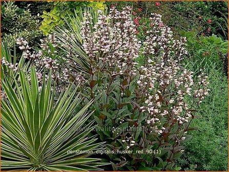 Penstemon digitalis &#039;Husker Red&#039; | Schildpadbloem, Slangenkop