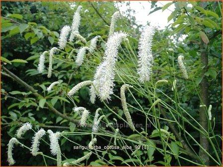 Sanguisorba obtusa &#039;Alba&#039; | Pimpernel, Sorbenkruid