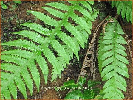 Thelypteris decursive-pinnata | Moerasvaren | Tausendf&uuml;&szlig;lerfarn