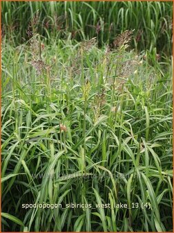 Spodiopogon sibiricus &#039;West Lake&#039; | Siberisch siergras