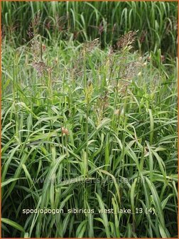 Spodiopogon sibiricus &#039;West Lake&#039; | Siberisch siergras