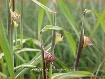 Spodiopogon sibiricus &#039;West Lake&#039; | Siberisch siergras