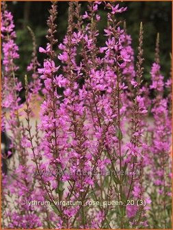 Lythrum virgatum &#039;Rose Queen&#039; | Kattestaart