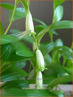Polygonatum humile | Dwergsalomonszegel