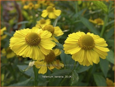 Helenium &#039;Kanaria&#039; | Zonnekruid