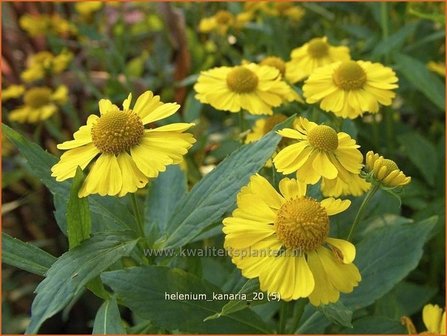 Helenium &#039;Kanaria&#039; | Zonnekruid