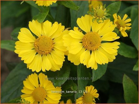 Helenium &#039;Kanaria&#039; | Zonnekruid