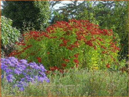 Helenium &#039;Ruby Tuesday&#039; | Zonnekruid