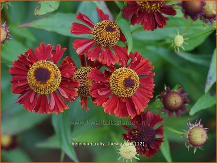 Helenium &#039;Ruby Tuesday&#039; | Zonnekruid