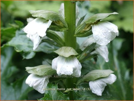 Acanthus mollis &amp;#39;Rue Ledan&amp;#39; | Zachte akant, Akant | Weiche B&auml;renklau