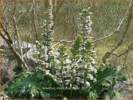 Acanthus mollis &amp;#39;Rue Ledan&amp;#39; | Zachte akant, Akant | Weiche B&auml;renklau