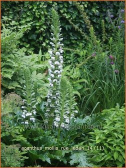 Acanthus mollis &amp;#39;Rue Ledan&amp;#39; | Zachte akant, Akant | Weiche B&auml;renklau