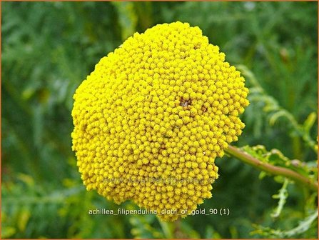 Achillea filipendulina &#039;Cloth of Gold&#039; | Duizendblad