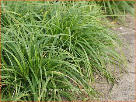 Carex oshimensis 'Green Wonder' | Zegge | Buntlaubige Segge