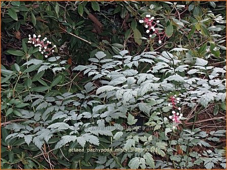 Actaea pachypoda &#039;Misty Blue&#039; | Zilverkaars, Christoffelkruid