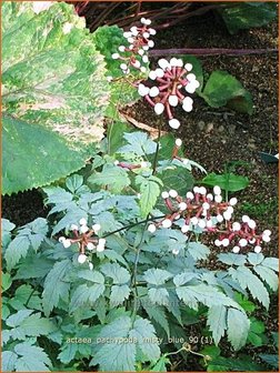 Actaea pachypoda &#039;Misty Blue&#039; | Zilverkaars, Christoffelkruid