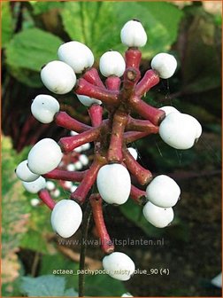 Actaea pachypoda &#039;Misty Blue&#039; | Zilverkaars, Christoffelkruid