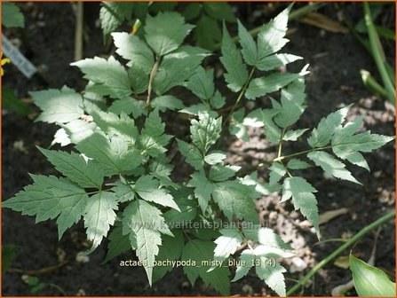 Actaea pachypoda &#039;Misty Blue&#039; | Zilverkaars, Christoffelkruid