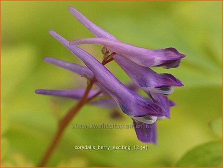 Corydalis &#039;Berry Exciting&#039; | Helmbloem