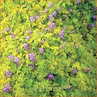 Corydalis &#039;Berry Exciting&#039; | Helmbloem