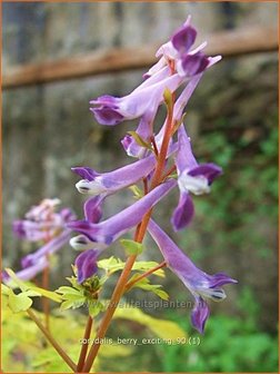 Corydalis &#039;Berry Exciting&#039; | Helmbloem