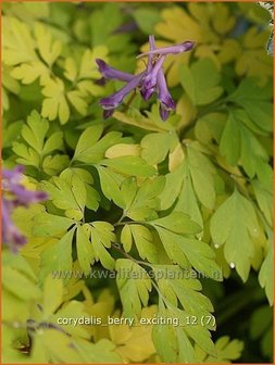 Corydalis &#039;Berry Exciting&#039; | Helmbloem