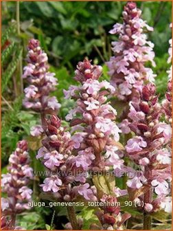 Ajuga genevensis &#039;Tottenham&#039; | Harig zenegroen, Zenegroen