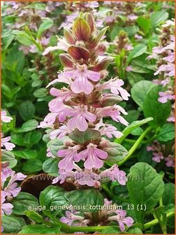 Ajuga genevensis &#039;Tottenham&#039; | Harig zenegroen, Zenegroen