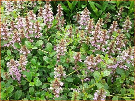 Ajuga genevensis &#039;Tottenham&#039; | Harig zenegroen, Zenegroen