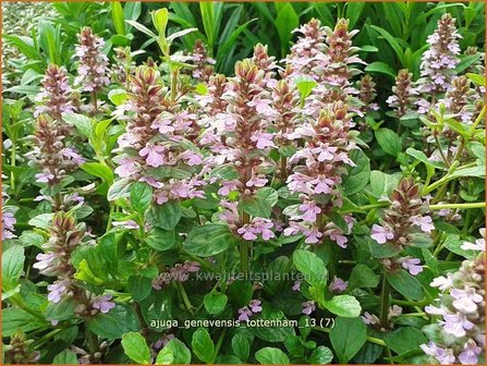 Ajuga genevensis &#039;Tottenham&#039; | Harig zenegroen, Zenegroen