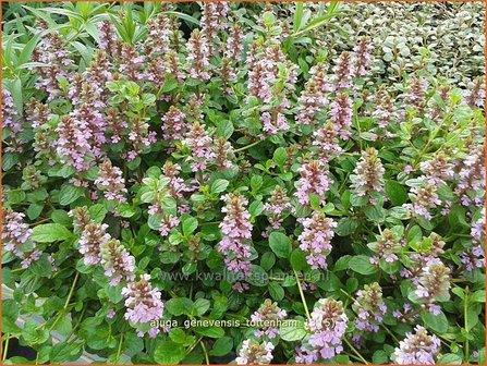 Ajuga genevensis &#039;Tottenham&#039; | Harig zenegroen, Zenegroen